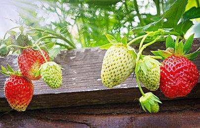 《驱灵者：新伊甸的幽灵》公布男主角Red技能视频